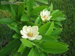 (tree) magnolia nf nombre femenino: Plantfiles Pictures Sweetbay Magnolia Silver Bay Swamp Bay Henry Hicks Magnolia Virginiana Var Australis By Rondezone7a