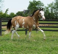 Buckskin horses are beautiful to look at. Pin On Horses