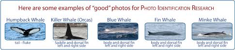 Humpback Whale Photo Id Marine And Freshwater Research