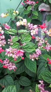 Image result for Clerodendrum toxicarium
