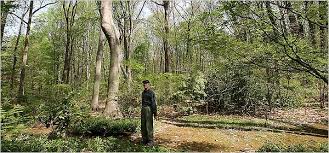 If it is covered in grass, it may be referred to as a front lawn. Moss Makes A No Care Lawn The New York Times
