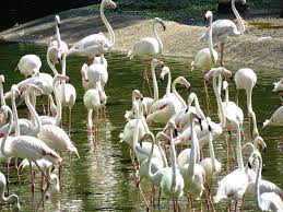 Bird group stock photos and images (64,803). Heron Birds White Free Photo On Pixabay