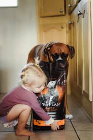 Petsmart cat food brands cat hd wallpaper utsprokids org. 35yrwxer7qekrm