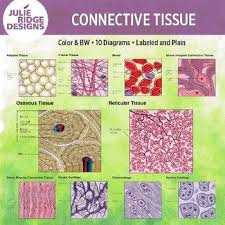 When it comes to cell type, the cells found in connective tissues depends on the type of tissue they support. Human Anatomy Connective Tissue Diagrams Human Anatomy Anatomy Coloring Book Human Anatomy And Physiology