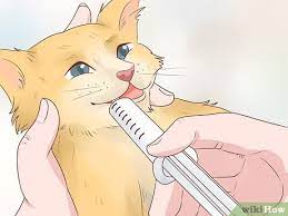 But what about your cat? 3 Ways To Feed A Cat With Cancer Wikihow
