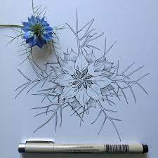 Nigella Ink Drawing Nole Badges Pugh Flower Drawing Colorful Drawings Botanical Art