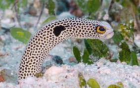 A Japanese Aquarium Under Lockdown Wants People To Video Call Its Lonely Eels Eel Images Little Diva Aquarium