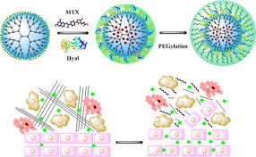 Efficient PEGylated Dendrimer Nanoplatform for Codelivery of Hyaluronidase  and Methotrexate: A New Frontier in Chemotherapeutic Efficacy and Tumor  Penetration