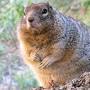 rock squirrel facts from nhpbs.org