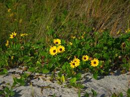 We have been serving hollywood beach with the best flower delivery since 2003. 10 Native Florida Flowers For Your Garden Florida Smart