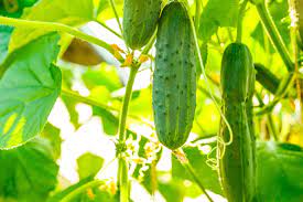 You can grow cucumbers in a greenhouse or outdoors. Everything You Need To Know About Growing Crisp Cucumbers