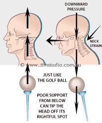 Pin On Anatomy Yoga
