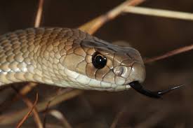 Eastern Brown Snake The Australian Museum