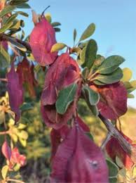 Image result for Terminalia prunioides