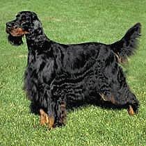 From there you can see photos of their pups, find. Gordon Setter Care A Lot Pet Supply