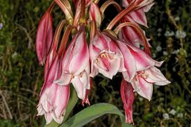Image result for Crinum jasonii