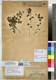 Image result for Viola abyssinica