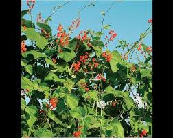 Image result for Phaseolus coccineus