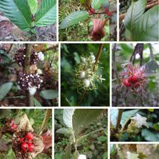 Image result for Sabicea bequaertii