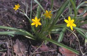 Image result for Hypoxis angustifolia