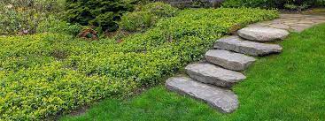 Piante aromatiche (rosmarinus, salvia, thimus, lavandula, ecc.). Piante Tappezzanti Da Giardino Quale Scegliere My Green Help