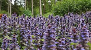 Image result for Ajuga