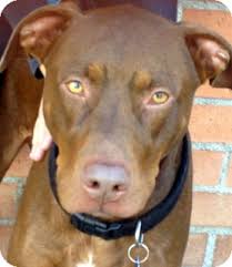 Dobermans have a smooth, short coat. Los Angeles Ca Doberman Pinscher Meet Bandit Video A Pet For Adoption