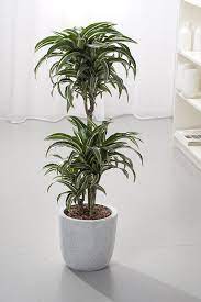 Pour le rempotage , tous les deux à trois ans , utiliser un terreau pour plantes vertes ou de la terre de bruyère. Dragonnier White Jewel Jardiland