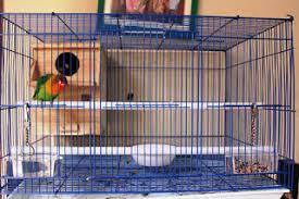 Demikianlah penjelasan mengenai cara mudah ternak lovebird koloni agar gacor yang dapat. Cara Membuat Kandang Sangkar Burung Lovebird Dengan Mudah