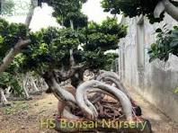 Dragon shape ficus bonsai tree middle size supplier,manufacturer
