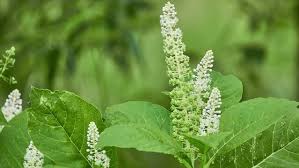 Image result for Phytolaccaceae