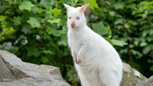 Browse search results for exotic pets pets and animals for sale in angola, in. No Prank Monkey In Cage Hopping Wallabies Found At Home