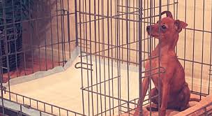 We'll tell you how to potty train your puppy. The Modern Puppies Potty Training Puppy Apartment Tractive Blog