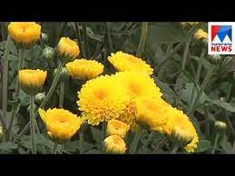 Carnation Flower In Kannada Best Flower Wallpaper