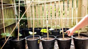 This will help with the drainage issue too. How To Grow Runner Beans In Pots In Your Own Garden Youtube