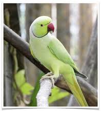Bird Eggs For Sale In India Green Indian Parakeet Ringneck Parrots Birds For Sale Pet Birds Bird Supplies