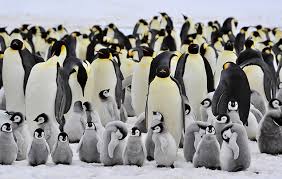 Solving word puzzles using an underscore or dash ( example. 10 Facts About Emperor Penguins National Geographic Kids