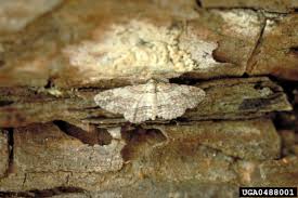 Image result for Mitrasacmopsis