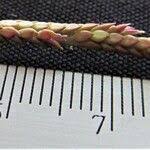 Image result for Setaria geminata