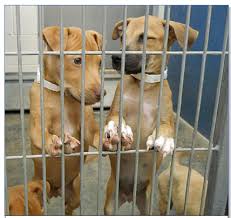 Our affordable cat and dog vaccination clinics offer quality, preventive care to help ensure your pet's health & wellness. Maricopa County Shelters Need Homes For 500 Cats And Dogs Phoenix The Valley Of The Sun Eastvalleytribune Com