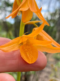 Image result for Orthochilus walleri