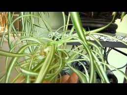 Image result for Chlorophytum sparsiflorum