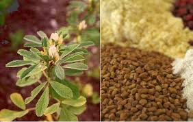 Fenugrec Graines Proprietes Bienfaits Posologie Healing Plants Medicinal Plants Seeds