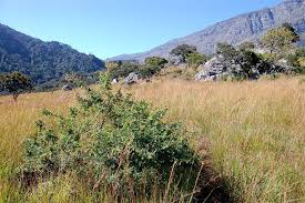 Image result for Aeschynomene nodulosa