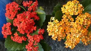Cara menanam cocor bebek tidak memerlukan banyak tempat. Kalanchoe Kaya Manfaat Dan Gampang Tumbuh Hanya Dengan Menjatuhkan Daunnya Ke Tanah Klik Hijau