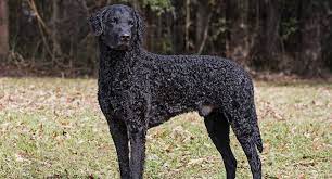 We did not find results for: Flat Coated Retriever Dog Breed Profile Petfinder