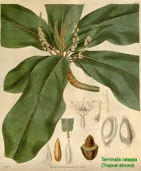 Image result for Terminalia catappa