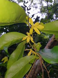 Image result for Huberantha