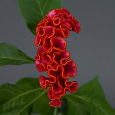 Image result for Celosia elegantissima