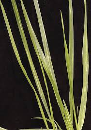 We did not find results for: Brome Mosaic Virus Alchetron The Free Social Encyclopedia